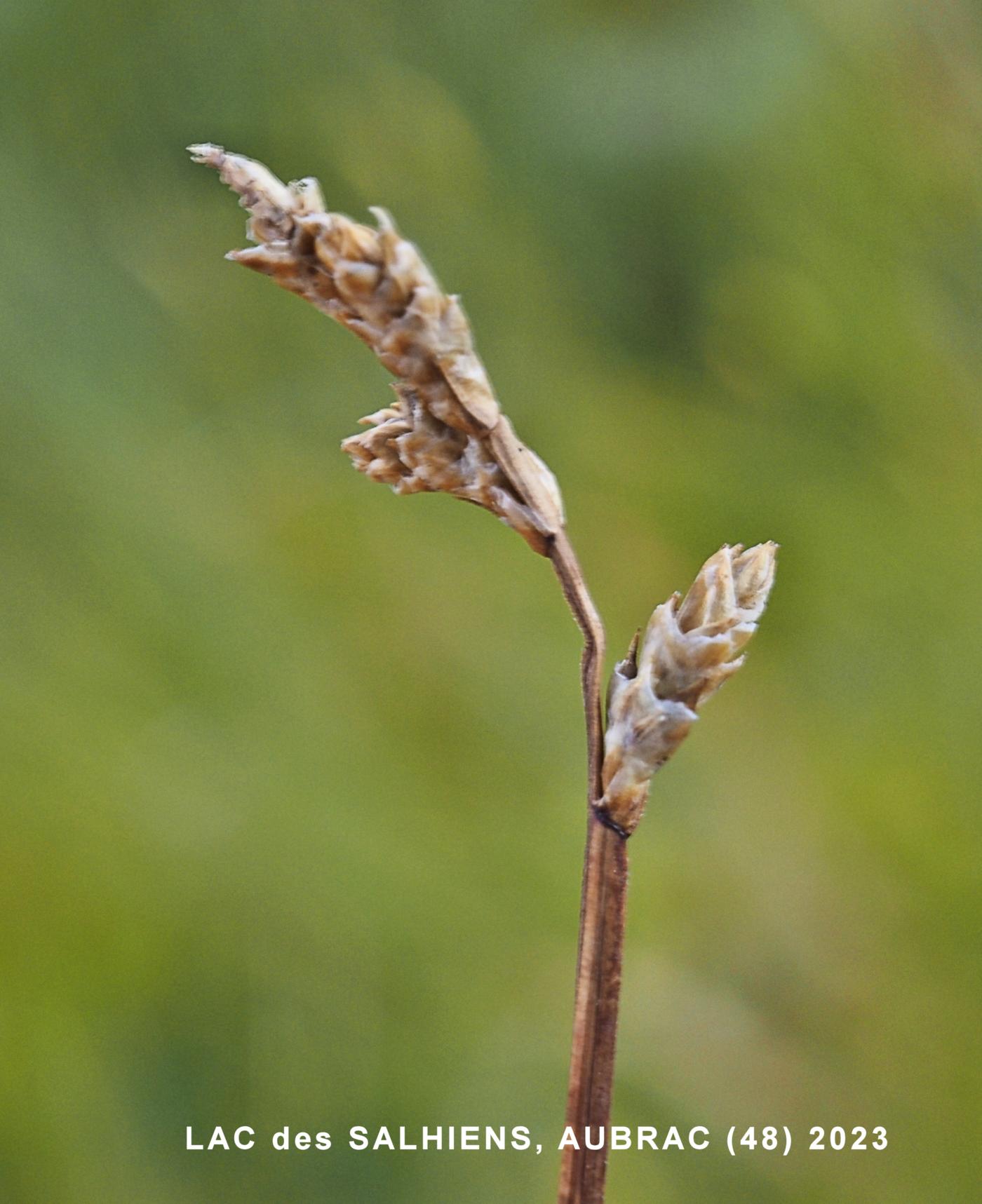 Sedge, White fruit